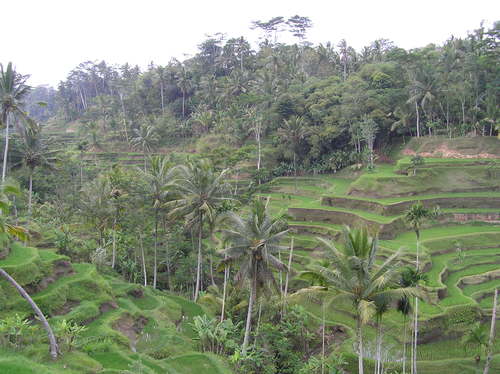 2005_indonesiatrip_323_2
